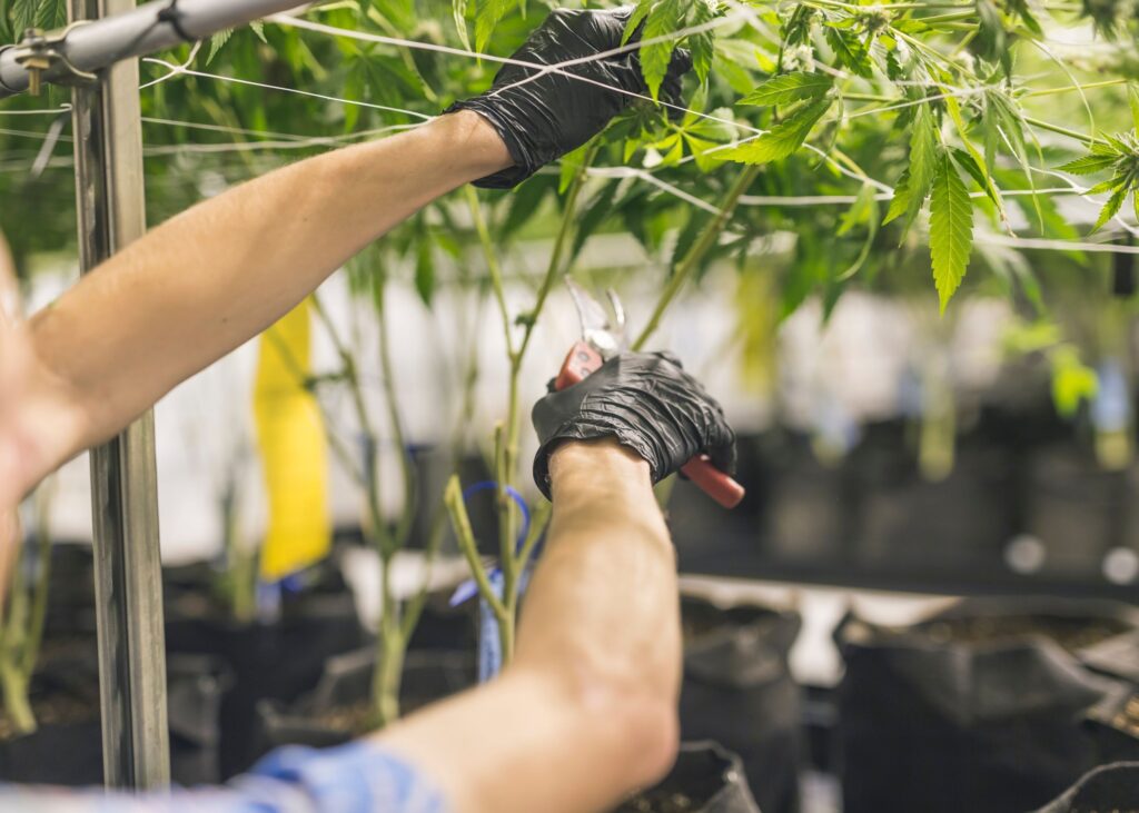 Breaking Down The Process of Producing CBD From Plant to Package 4 C6