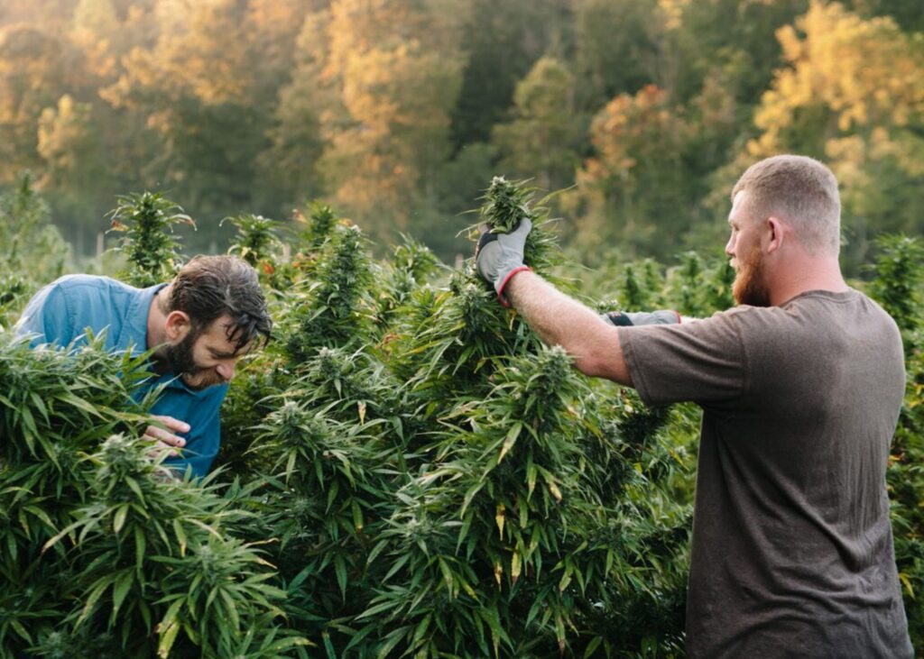 Breaking Down The Process of Producing CBD From Plant to Package 3 C7