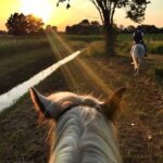 CBD-for-Horses-600x600