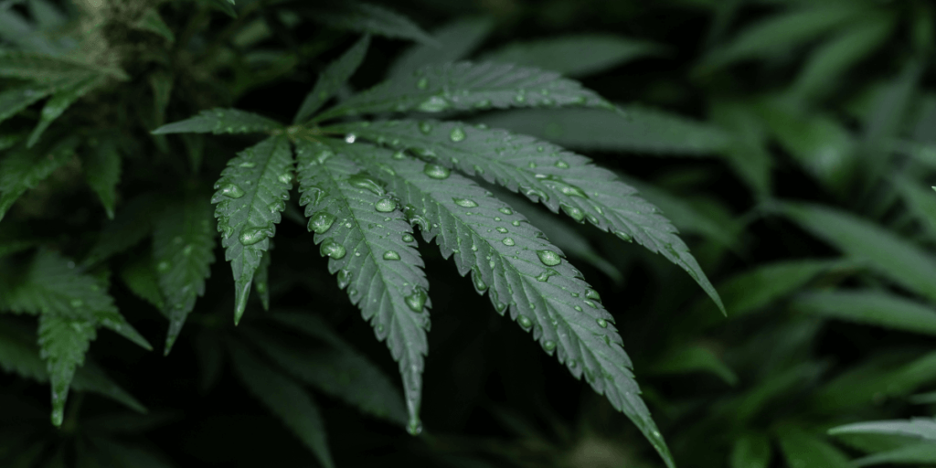 Discover the Wonders of Cannabinoids - Nature's Gift to Humanity 3 HRH cannabis dark drops