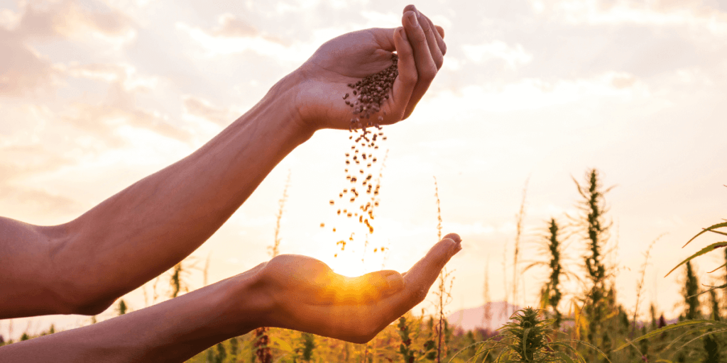 HRH-pouring-hemp-seeds-1-1024x512