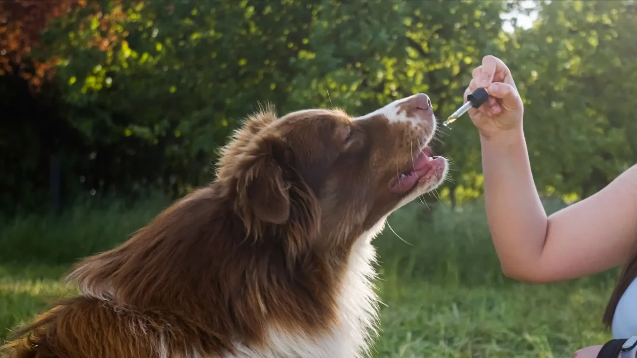 How do you use pet CBD oil