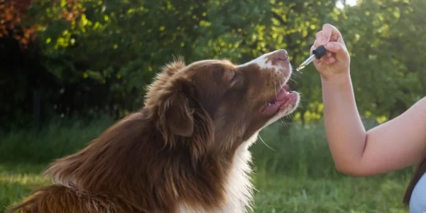 How do you use pet CBD oil