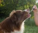 How do you use pet CBD oil